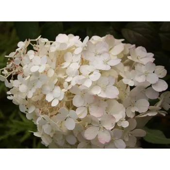 Sazenice Hortenzie latnatá 'Little Alf' Balení: kontejner C2