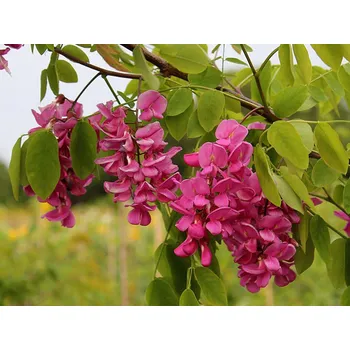 Sazenice Trnovník, akát Casque Rouge 'Pink Cascade' kontejner