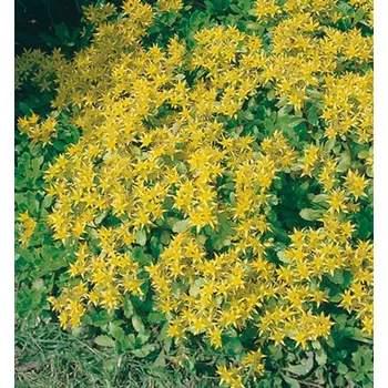 Sazenice Rozchodník kamčatský ´IMMERGRUN´ kont. 0,5 l