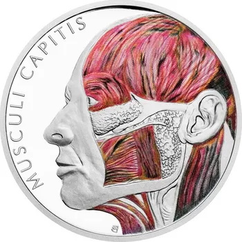 2024 - Svalová soustava - Svaly hlavy, Lidské tělo