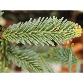 Sazenice Jedle vznešená 'Bizarro' Balení: bal/kontejner, Tvar: výška 150-175cm