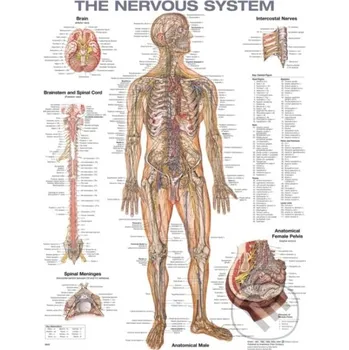 Záložka The Nervous System Anatomical Chart - Acc Wolters Kluwer Health
