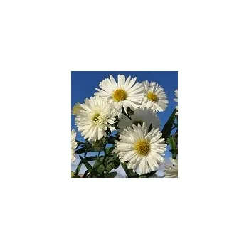 Sazenice Aster novi-belgii White Ladies