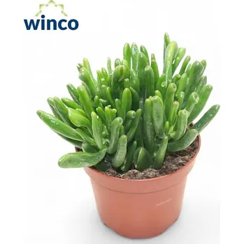 Sazenice Crassula Hobbit