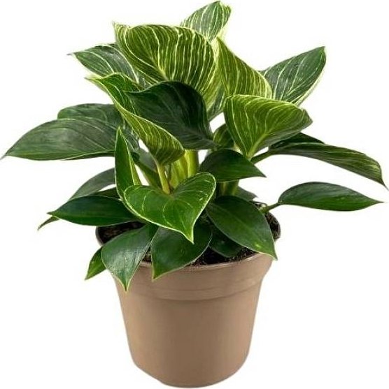 Philodendron Birkin