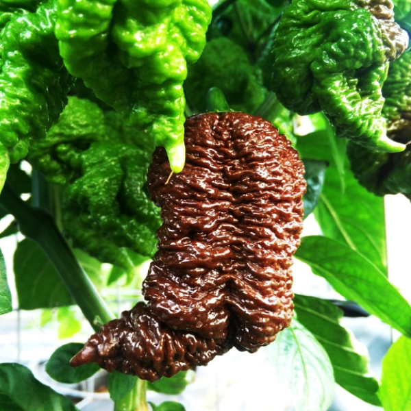 Big Black Mama - chilli semena 10 ks
