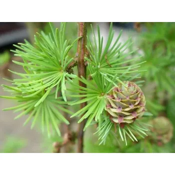 Sazenice Modřín Kaempferův 'Stiff Weeping' kontejner C10