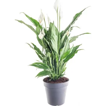 Sazenice Lopatkovec, Spathiphyllum, průměr květináče 19 cm