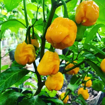 Semeno Carolina Reaper Yellow - chilli semena 10 ks