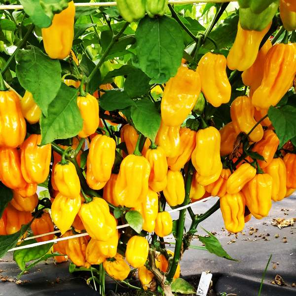 Habanero Yellow - chilli semena 10 ks