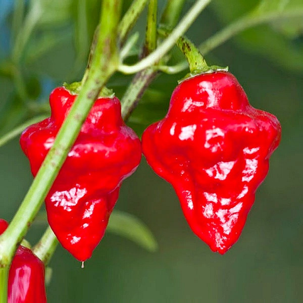Habanero Tasmanian - chilli semena 10 ks