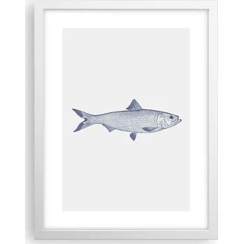 Obraz Obraz plakát v bílém rámu do obýváku 30x40 ryba foto plakáty na zeď