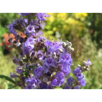 Sazenice Drmek obecný 'Azureum' kontejner C9