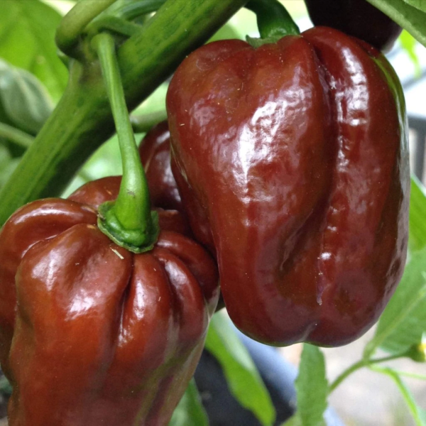 Habanero Chocolate - chilli semena 10 ks