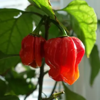 Semeno Trinidad Scorpion Moruga - chilli semena 10 ks