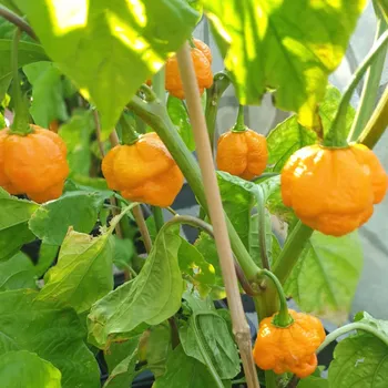 Semeno Trinidad Scorpion Moruga Yellow - chilli semena 10 ks