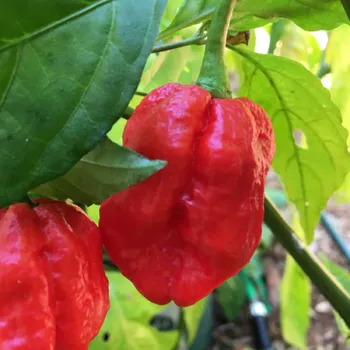 Semeno Trinidad 7 Pot Jonah - chilli semena 10 ks