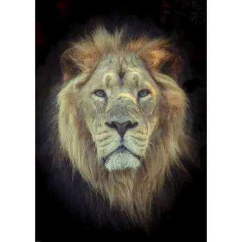 Obraz Plakát Lví hlava bez rámu 64 x 90 cm