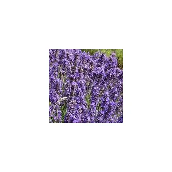 Sazenice Lavandula angustifolia Lullaby Blue