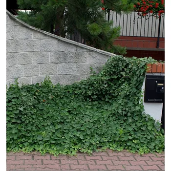 Sazenice Břečťan pnoucí 40-50 cm, kont. 2 l