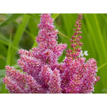 Sazenice Čechrava japonská 'Mainz' - Astilbe japonica 'Mainz' Balení: kontejner C2