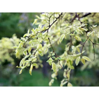 Sazenice Jilm čínský 'Geisha' kontejner C24