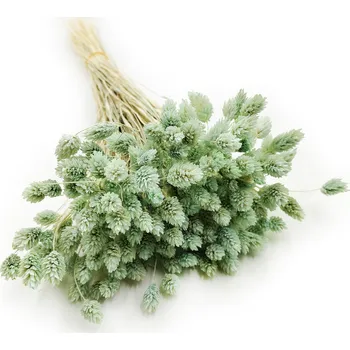 mech-mech.cz Sušený Phalaris - Mátový