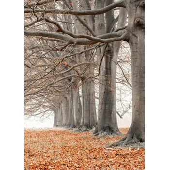 Obraz Plakát Stromy v řadě - oranžové listí bez rámu 50 x 70 cm