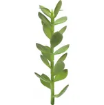 EuroPalms Penízovka výhonek 30 cm