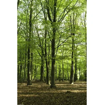 Obraz Plakát Jarní Les bez rámu 20 x 30 cm