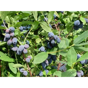 Sazenice Zimolez kamčatský 'Tolbačik' Balení: kontejner C3