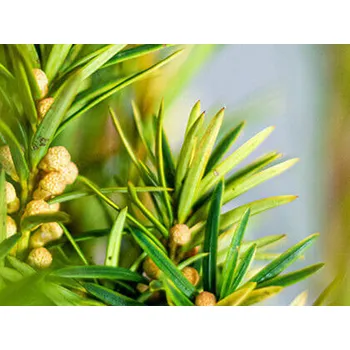 Sazenice Tis červený 'David' Balení: kontejner p9