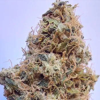 Semeno ACE Seeds African Gas Počet ks Feminizované: 1