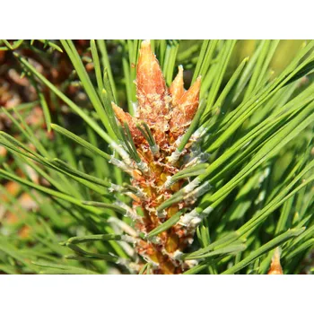 Sazenice Borovice černá 'Frank' Balení: kontejner H9