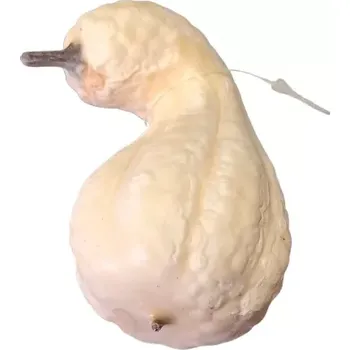 Dýně hruška bílá