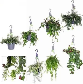 Sazenice Aeschynanthus Green Mix