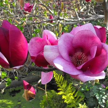 Sazenice Magnolie () Sazenice Magnolie