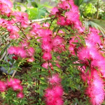 Sazenice KALIANDRA SURIÁMSKÁ ´DIXIE PINK´ kont. 2L