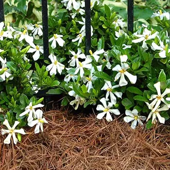 Sazenice GARDÉNIE PINWHEEL kont. 2L