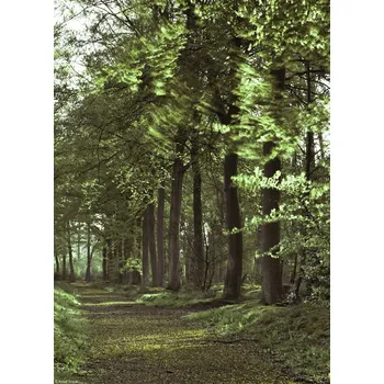 Obraz Plakát Jarní lesní cesta 2 - bez rámu - 20,5 x 28,4 cm