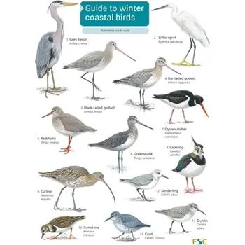 Guide to winter coastal birds - Loughran, Sue