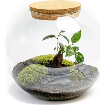 Váza Gardners Skleněná váza boule s korkovým špuntem, průměr 28 cm - osázené Ficus Microcarpa Ginseng