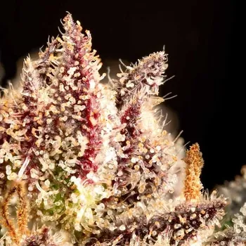 Semeno Seedsman Auto Garlic Muffin F1 Počet ks Feminizované: 1