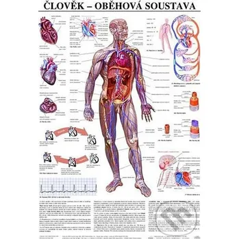 Encyklopedie Člověk - oběhová soustava - Scientia Scientia