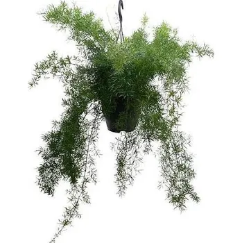 Sazenice Asparagus densiflorus Sprengeri