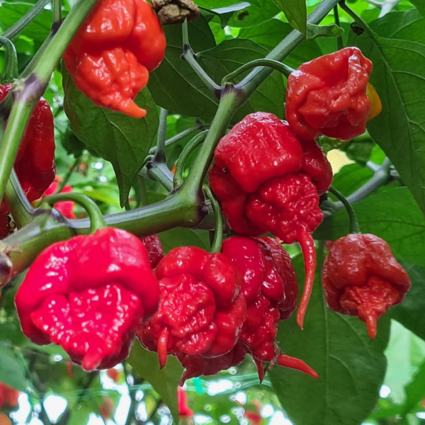 Carolina Reaper - chilli semena 10 ks