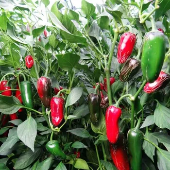 Semeno Jalapeno Senorita - chilli semena 10 ks