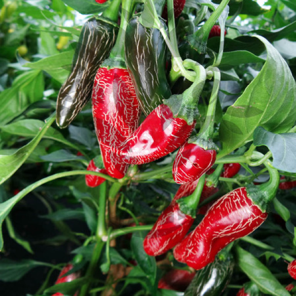 Jalapeno Maylon - chilli semena 10 ks