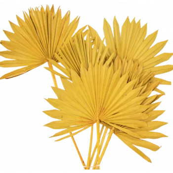 Palm sun spear color žlutá