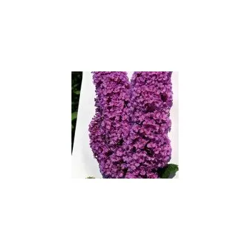 Sazenice Buddleia davidii Niobe 30/40 cm